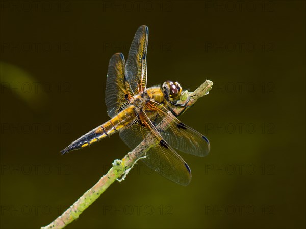 Four-spotted dragonfly