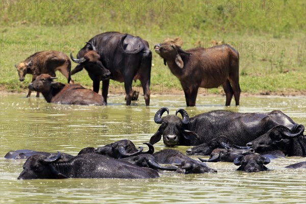 Water buffalo