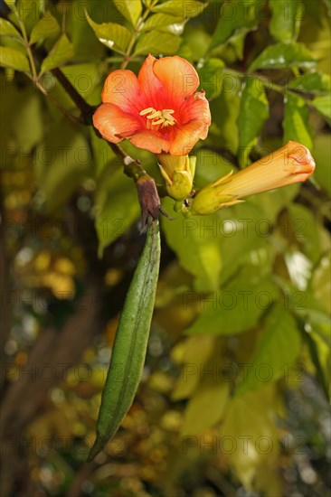 American Climbing Trumpet