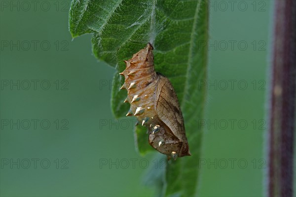 Meadowsweet mother-of-pearl butterfly