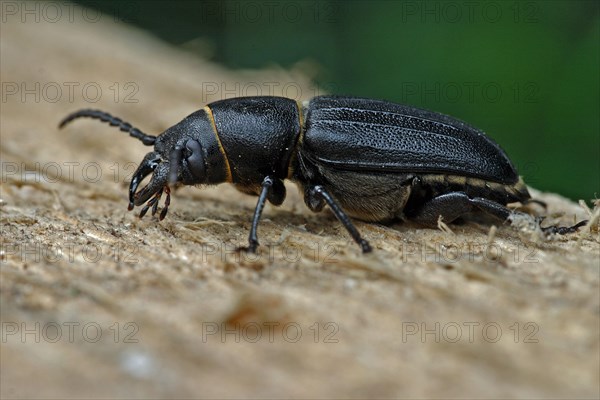 Black longhorn beetle