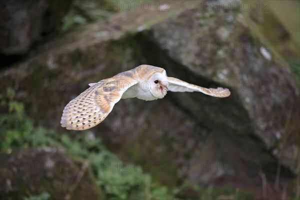 Barn Owl