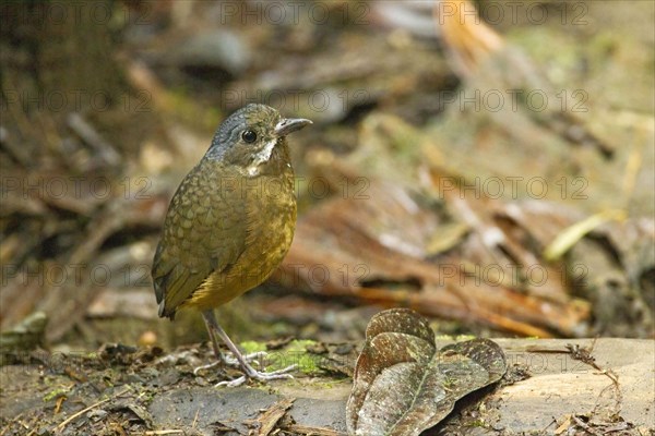 Grey-crowned Antpitta