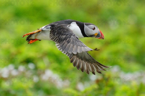 Atlantic puffin