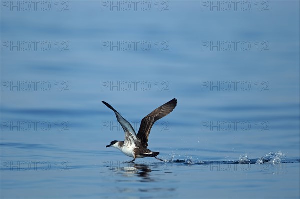 Great Shearwater