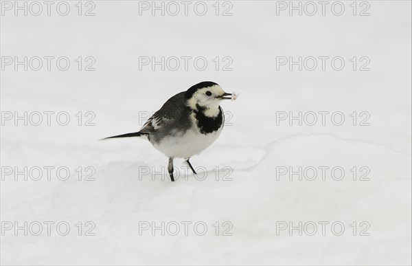 Pied Wagtail