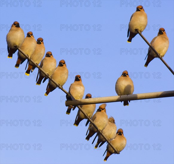 Bohemian Waxwing