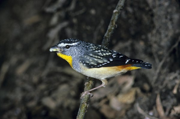 Spotted Pardalote