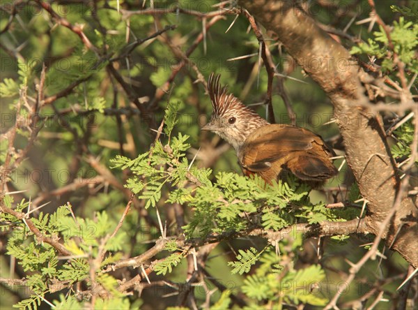 Adult crested gallito