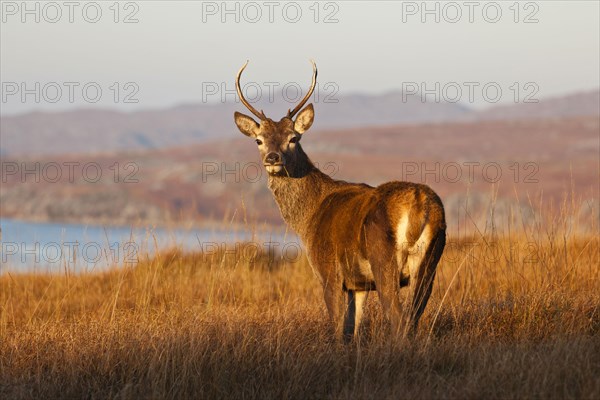 Red deer