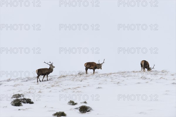 Red Deer