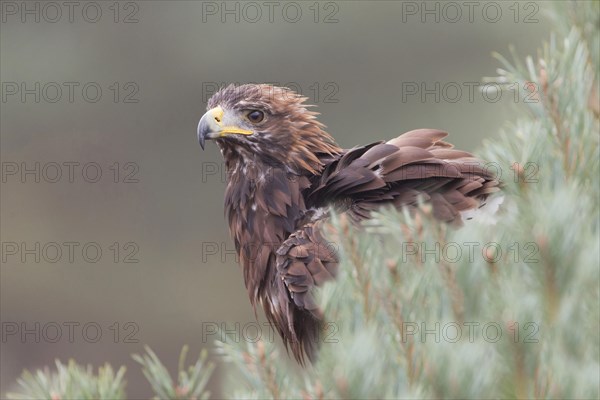 Golden eagle