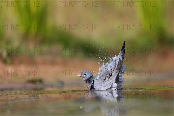 Stock Dove