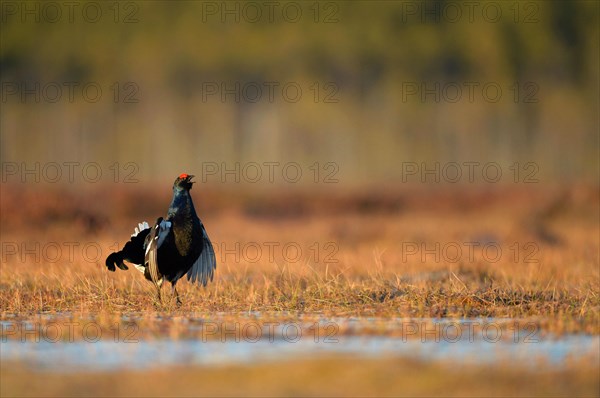 Black Grouse