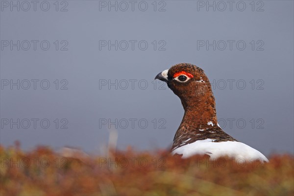 Willow ptarmigans