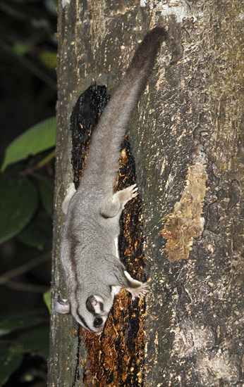 Adult sugar glider