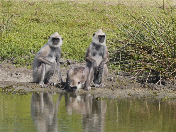 Tufted Grey Langur