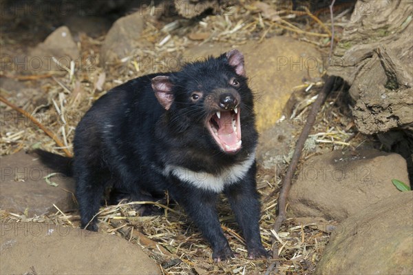 Tasmanian devil