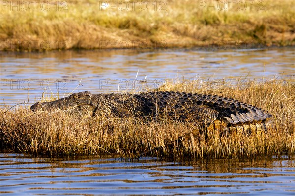 Nile crocodile