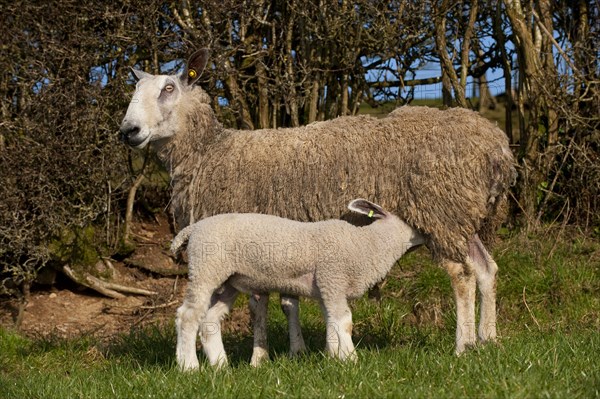 Domestic Sheep