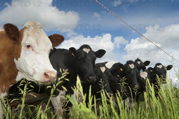 Domestic Cattle