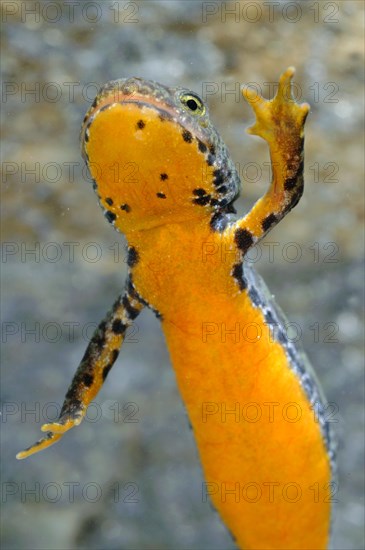 Alpine newt