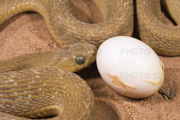 African Egg-eater Snake