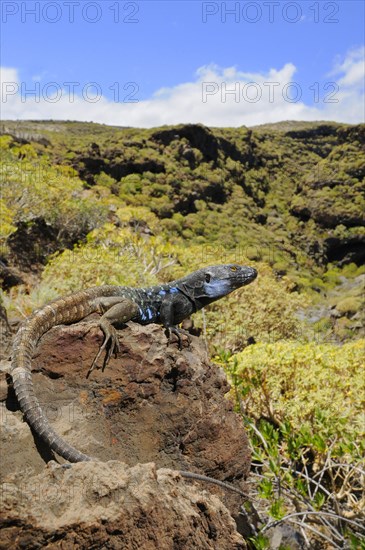 Western canaries lizard