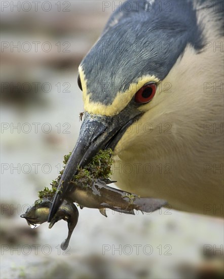 Black-crowned Night-heron