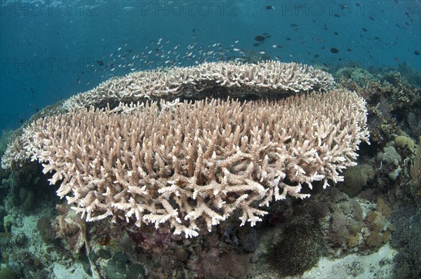 Staghorn Coral