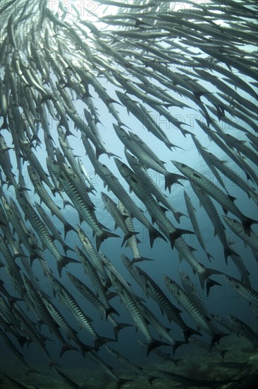 Darkfin Barracuda