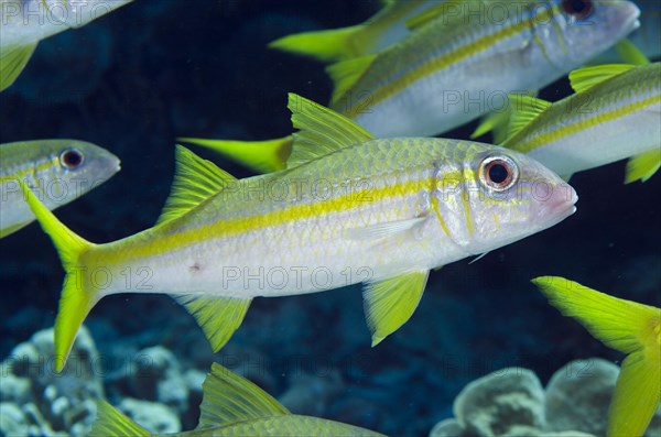 Yellowfin Goatfish