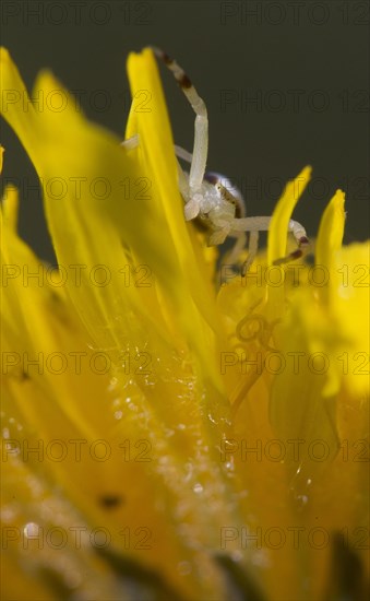 Variable crab spider