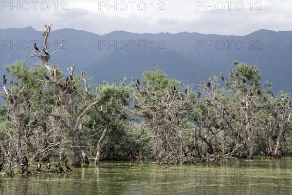 Cormorant nesting colony at Lake Kerkini Northern Greece