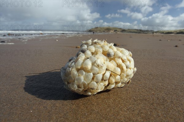 Common Whelk