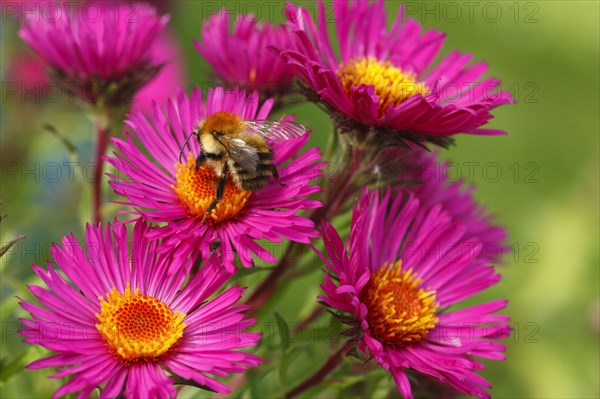 Common Carder Bumblebee