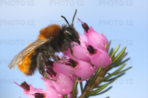 Andrena armata