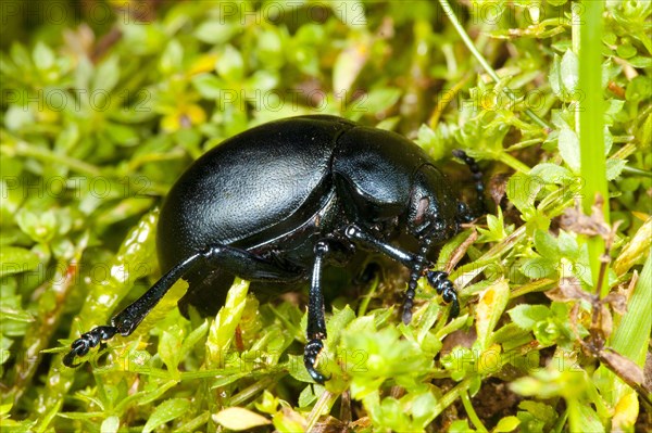 Bloody-nosed beetle