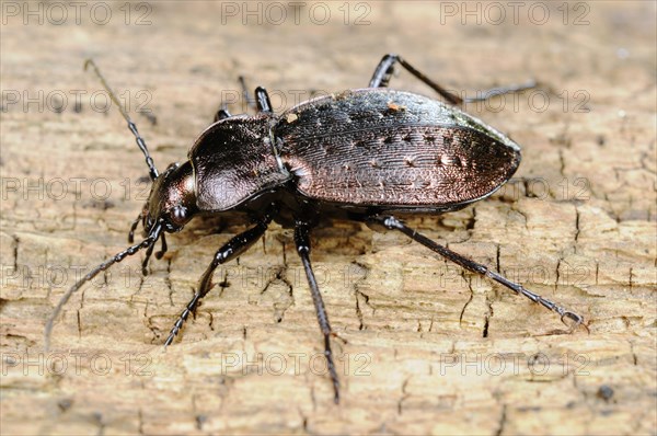 Ground Beetle