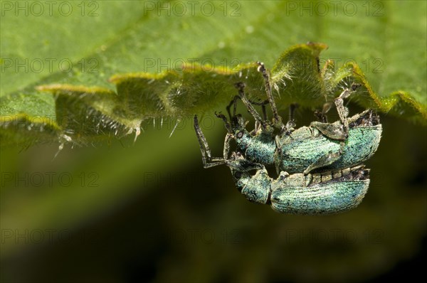 Nettle Weevil