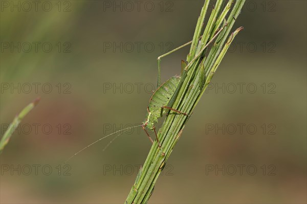 Speckled Bush-cricket