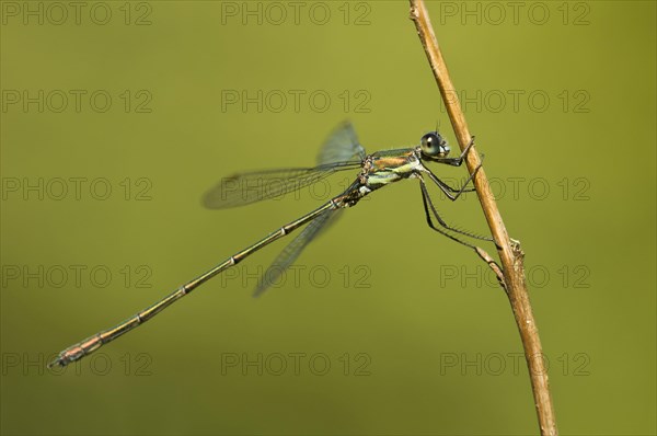 Willow damselfly