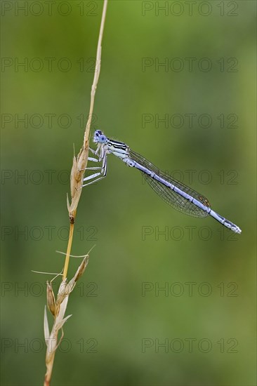 Blue damselfly