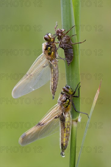 Four-spotted chaser