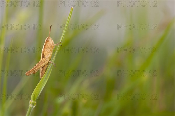 Common Field Grasshopper