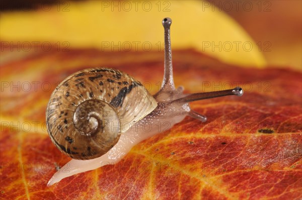 Garden Snail