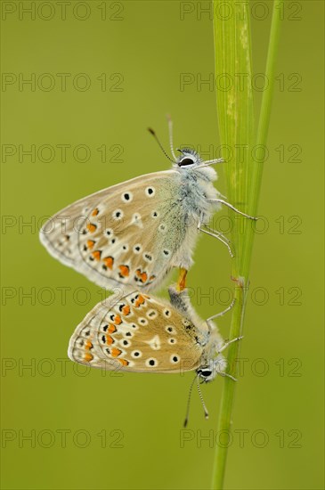 Common Blue