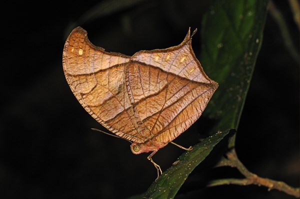 Brush-footed butterfly