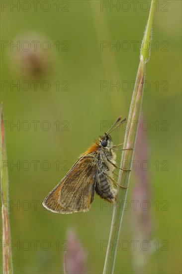 Small skipper