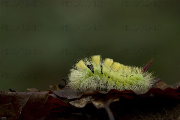 Pale Tussock